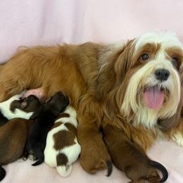 Boy 1 - Red male Havanese puppy in Hillsboro, Virginia from Bella Dulce
