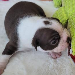 Bear - Seal and white male Boston Terrier puppy in Katy, Texas from Mei's Boston Terriers