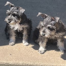 Miniature Schnauzer Puppies from Sugarbaby Kennel