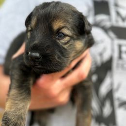 Pink - Sable female German Shepherd puppy in Lake City, Florida from Saylor Shepherds
