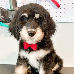 Remy (Red) - male Golden Mountain Doodle puppy in Boiling Springs, South Carolina from OlliePups, LLC