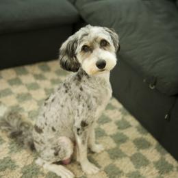 Sophie - Bernedoodle