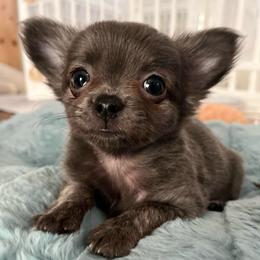 Taylor - Blue and white female Chihuahua puppy in Coweta, Oklahoma from Green Country Chihuahuas