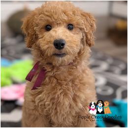 Saffron- OFA.Genetics.2 Yr Warranty. - Apricot female Goldendoodle puppy in Jeddo, Michigan from Apple Creek Doodles