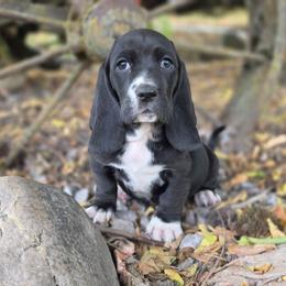 Raven - Black and white female Basset Hound puppy in Valley, Washington from Peaceful Valley Paws