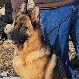 German Shepherds from Klondike Shepherds