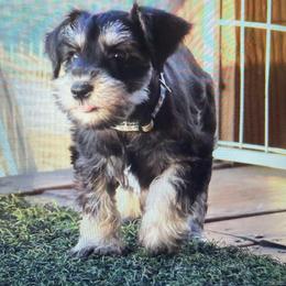 Pearl - Black and silver female Miniature Schnauzer puppy in San Bernardino, California from Rose Lane Schnauzers
