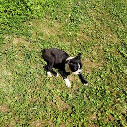 Boston Terrier Puppies from The Christian Bostons