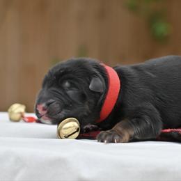 Red Boy - Black and red male German Shepherd puppy in Nacogdoches, Texas from Vom Hausgladfel