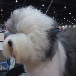 Old English Sheepdogs from Lorie Douglas' Old English Sheepdog