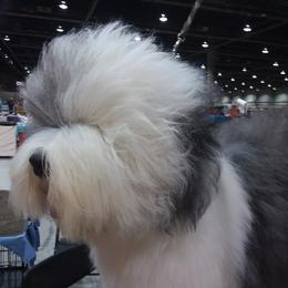 Old English Sheepdogs from Lorie Douglas' Old English Sheepdog