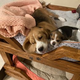 Beagle Puppies from Majestic Beagles
