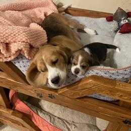 Beagle Puppies from Majestic Beagles
