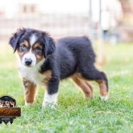 Majesty - Black tri female Miniature American Shepherd puppy in Granbury, Texas from Best Little Aussies