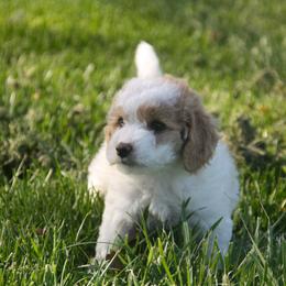 Australian Shepherd, Goldendoodle, and Poodle Puppies from 5AFarms