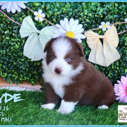 Wayde - Red & white male Miniature Australian Shepherd puppy in Madisonville, Texas from Flying LL Aussies
