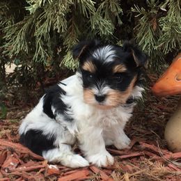 Morkie and Yorkshire Terrier Puppies from Jewels Yorkshire’s
