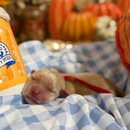 Gretel - Golden female Golden Retriever puppy in Duncan, South Carolina from Glimmer Goldens
