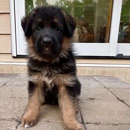 BOY 6 BLACK - German Shepherd puppy from Von Palmore Hof