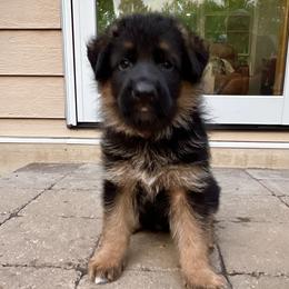 BOY 6 BLACK - German Shepherd puppy from Von Palmore Hof