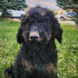 Cinder - Phantom male Goldendoodle puppy in Harrisburg, Nebraska from Wildcat Hills Doodles