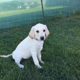 Labrador Retriever Puppies from Rim Country Labradors