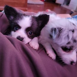 Australian Shepherd All Grown Up from Josh Courville