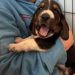 Sassy - Black white and brown female Basset Hound puppy in Lexington, Kentucky from Hound Ridge Meadows