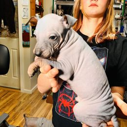 American Hairless Terrier Puppies from Gold Rush Kennels