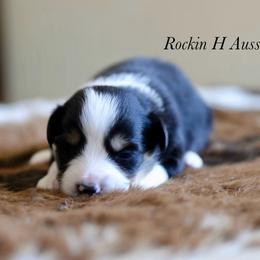 Girl 2 - Black tri female Toy Australian Shepherd puppy in Russellville, Arkansas from Rockin H Aussies