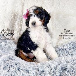 Bernedoodle Puppies from A Star is Born Doodles