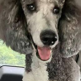 Bernedoodles, Goldendoodles, and Poodles from Mimi’s Doodles & Poodles