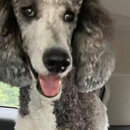 Bernedoodles, Goldendoodles, and Poodles from Mimi’s Doodles & Poodles