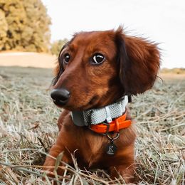 Copper - Dachshund