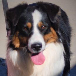 Aussiedoodles, Australian Shepherds, and Poodles from Kay Kay's Pupper Patch