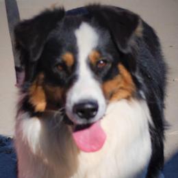 Aussiedoodles, Australian Shepherds, and Poodles from Kay Kay's Pupper Patch
