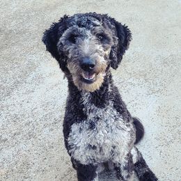 Liberty - Aussiedoodle