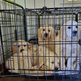 Golden Retriever Puppies from Hoekema Homestead Goldens
