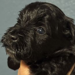 Black girl - Black female Miniature Schnauzer puppy in Pflugerville, Texas from K&K Precious Tx schnauzers