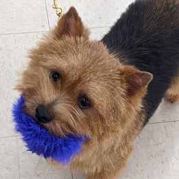Norwich Terrier Puppies from Alegria Norwich Terriers