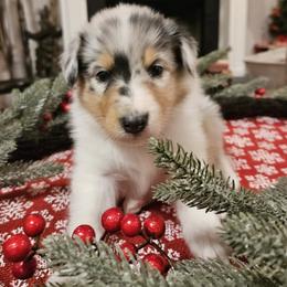 Boy 3 - Blue merle and white male Collie puppy in Tennessee from Voneida Collies & Corgis