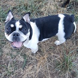 French Bulldogs from Amazing 8 Farms