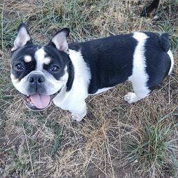 French Bulldogs from Amazing 8 Farms