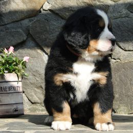 "Our breeding female: Monarda (FCI registered name Willow Bersaltyna) comes to us from Kennel Bersaltyna in Czech Republic." Bernese Mountain Dog Puppies from Grand Mesa Mountain Dogs