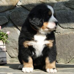 "Our breeding female: Monarda (FCI registered name Willow Bersaltyna) comes to us from Kennel Bersaltyna in Czech Republic." Bernese Mountain Dog Puppies from Grand Mesa Mountain Dogs