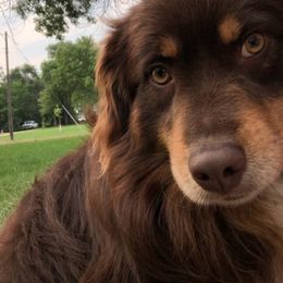 Miniature American Shepherds from Whitney's Pups