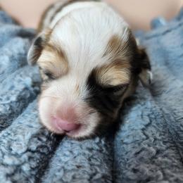 Juliet - Sable merle and white female American Corgi puppy in Oak Harbor, Washington from Blackberry Hill Corgis