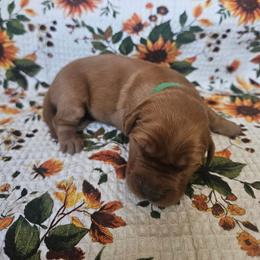 Boy 1 - Dark golden male Golden Retriever puppy in Lawtey, Florida from Rise and Shine Goldens