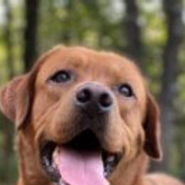 Kraine - Labrador Retriever