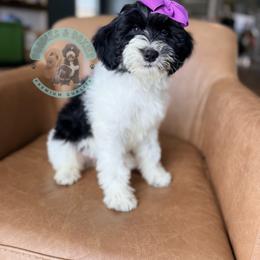Holly - Black and white female Sheepadoodle puppy in Marion, Ohio from Doodles & Doxies